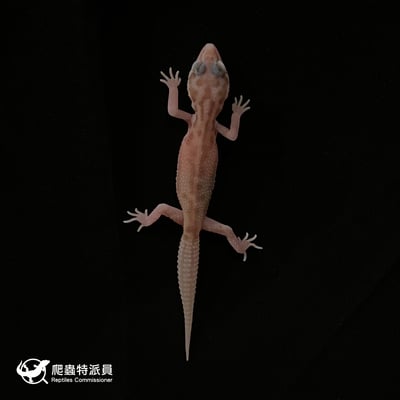 豹紋守宮．川白雪花日蝕（編號 11）2