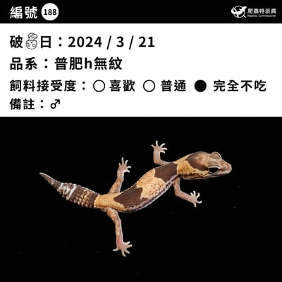 肥尾守宮．普肥 h 無紋（編號 188）3