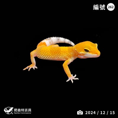 豹紋守宮．橘化（編號 262 ）1