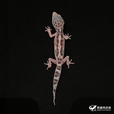 豹紋守宮．雪花叢林（編號 20）2