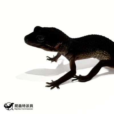 豹紋守宮．黑夜（編號 312）5