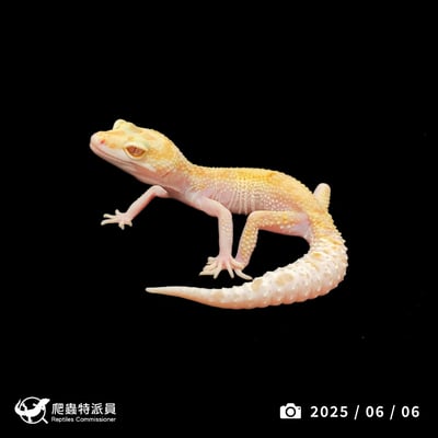 豹紋守宮．WY RAPTOR（編號 394）1