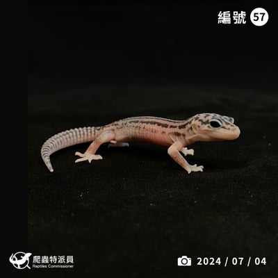 豹紋守宮．超雪（編號 57）1