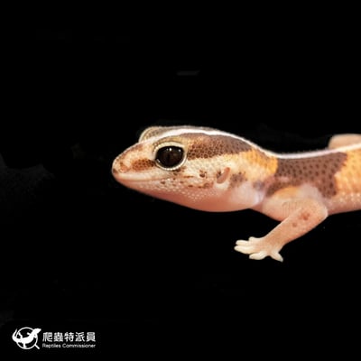 肥尾守宮．直線普肥 h 橘白無紋（編號 177）5