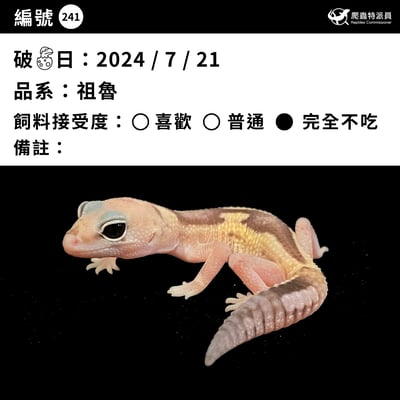 肥尾守宮．祖魯（編號 241）3