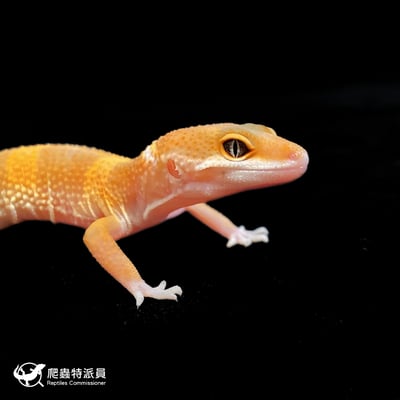 豹紋守宮．橘化（編號 129）4