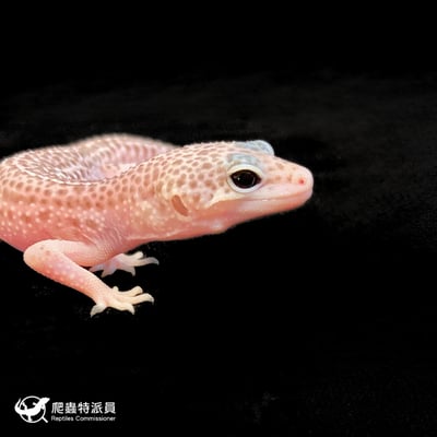 豹紋守宮．全日蝕（編號 175）4