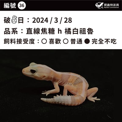 肥尾守宮．直線焦糖 h 橘白祖魯（編號 36）3