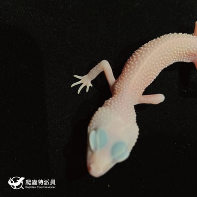 豹紋守宮．雪花暴風雪日蝕（編號 48）4