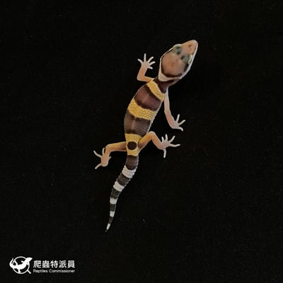 豹紋守宮． 原色（編號 155）2