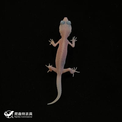 豹紋守宮．WY 全日蝕（編號 58）2