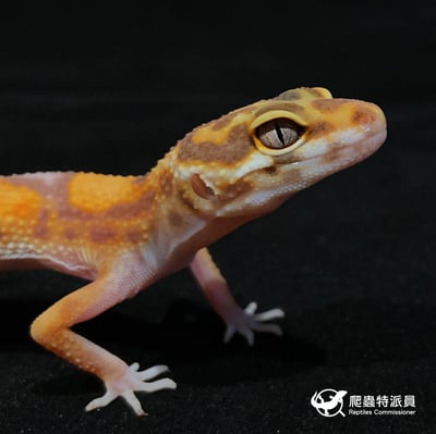 豹紋守宮．貝爾叢林（編號 4）4