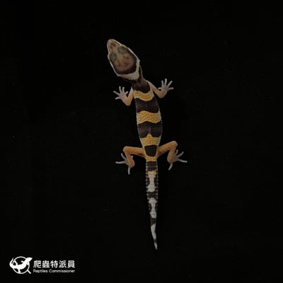 豹紋守宮．高黃（編號 79）2