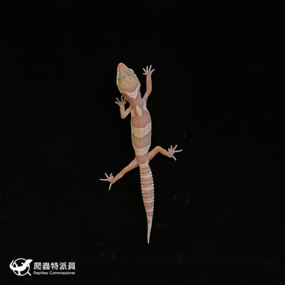 豹紋守宮．川普雪花（編號 165）2