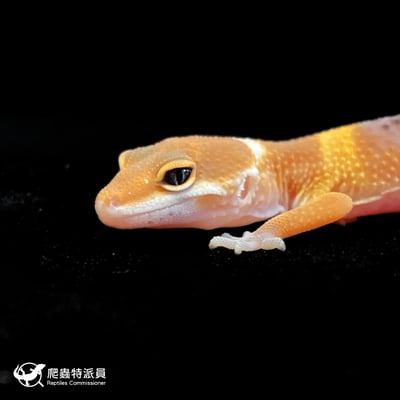 豹紋守宮． 橘化（編號 135）5