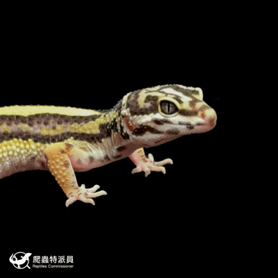 豹紋守宮．土匪（編號 311）4