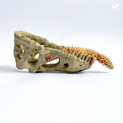 暴龍頭骨躲避屋4