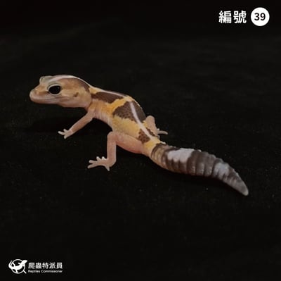 肥尾守宮．直線祖魯 h 橘白焦糖（編號 39）1