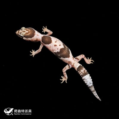 肥尾守宮．立可白 Oreo h 橘白（編號 377）2