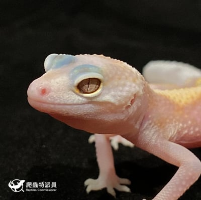 豹紋守宮．WY 川白（編號 14）5