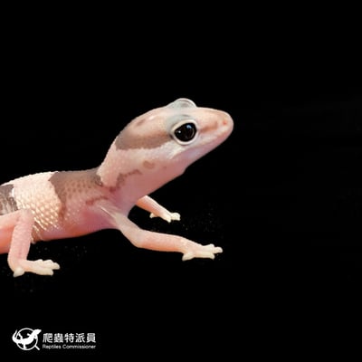 肥尾守宮．Oreo（編號 140）4