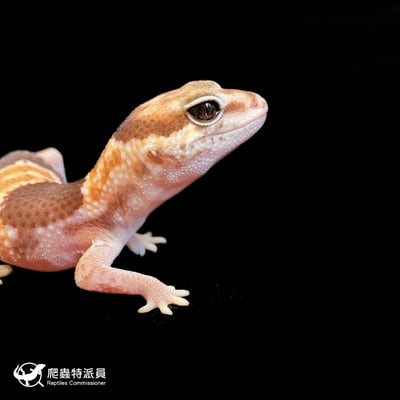 肥尾守宮．普肥 h 幽靈祖魯（編號 189）4