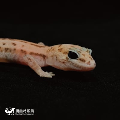 肥尾守宮．立可白無紋（編號 33）4