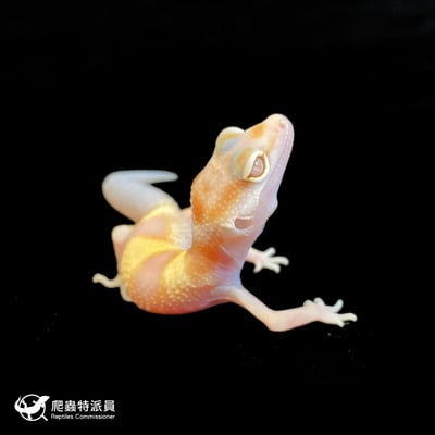 豹紋守宮．WY川白（編號 159）4