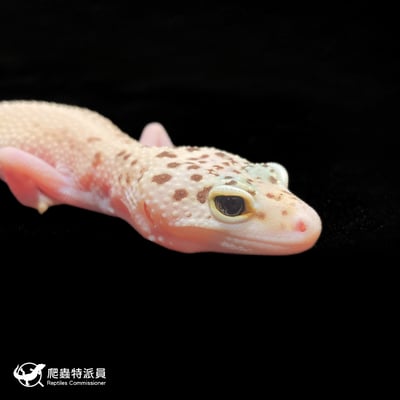 豹紋守宮．WY 雪花日蝕（編號 399）4