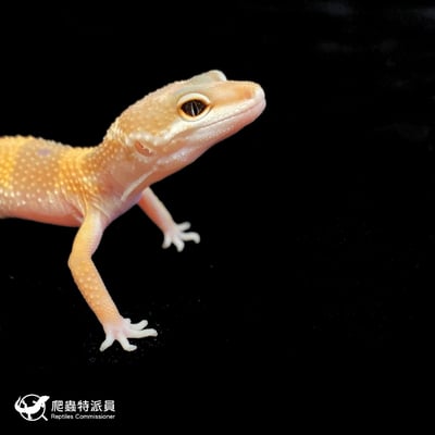 豹紋守宮．橘化（編號 213）4