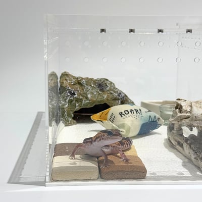 日本小石塊（守宮脫皮、磨甲必備）5