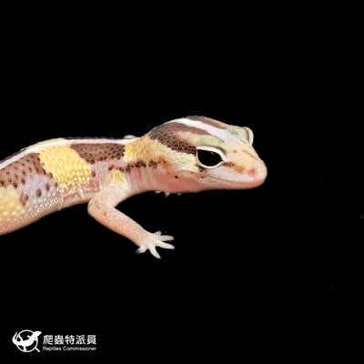 肥尾守宮．普肥 h 橘白（編號 370）4