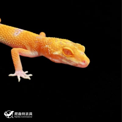 豹紋守宮．日焰（編號 423）4