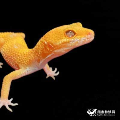 豹紋守宮．日焰（編號 345）5