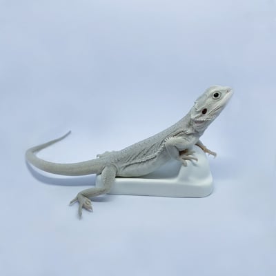 爬蟲馬桶／便盆4