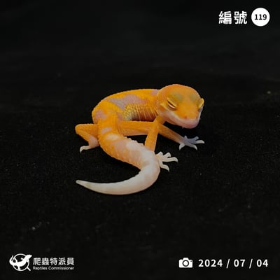 豹紋守宮．川普橘白化（編號 119）1