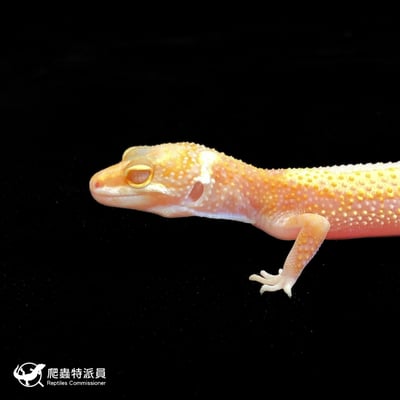 豹紋守宮．川普白化（編號 173）5