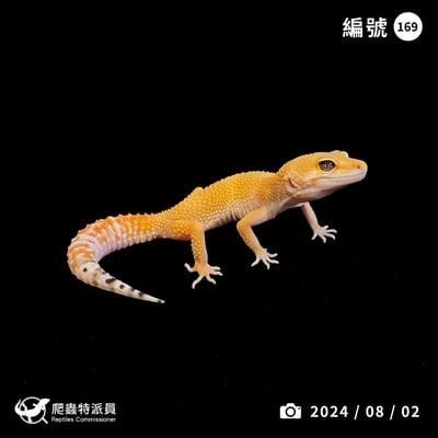 豹紋守宮．橘化／成體（編號 169）1