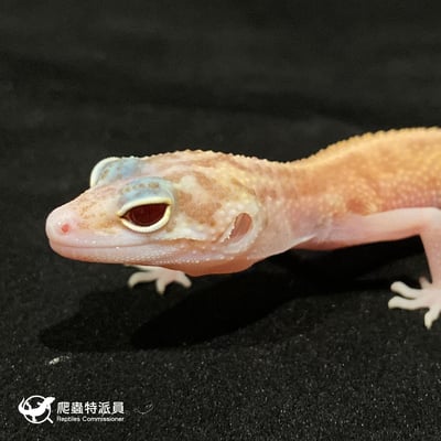 豹紋守宮．川白日蝕（編號 8）5