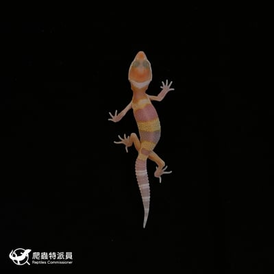 豹紋守宮．WY 川白（編號 64）2