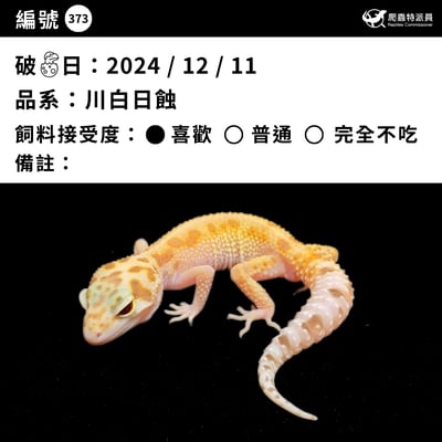 豹紋守宮．川白日蝕（編號 373）3