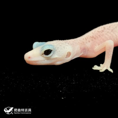 豹紋守宮．WY 全日蝕（編號 58）5