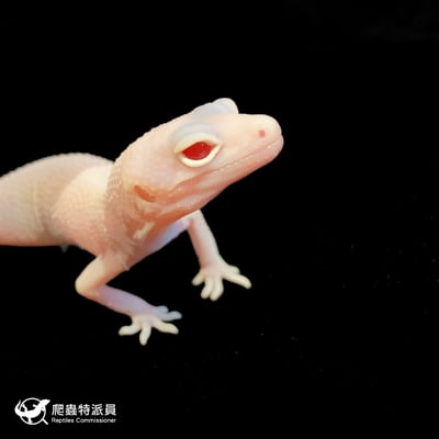 豹紋守宮．雪花 RA（編號 211）4