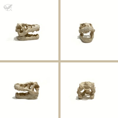 爬蟲迷你暴龍頭骨擺設4