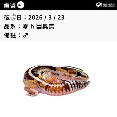 肥尾守宮．零 h 幽奧無（編號 470）3