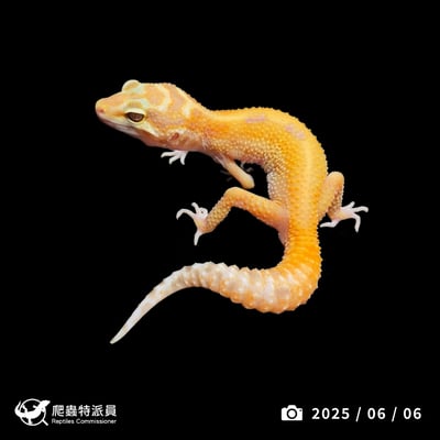 豹紋守宮．川普叢林（編號 426）1