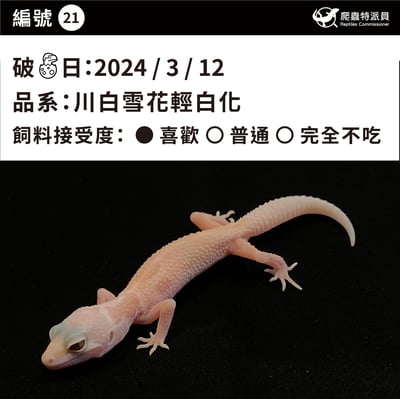 豹紋守宮．川白雪花輕白化（編號 21）3