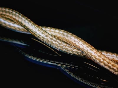 LUA - GAZE 凝視 單晶無氧銅+單晶無氧銅鍍銀 耳機升級線7