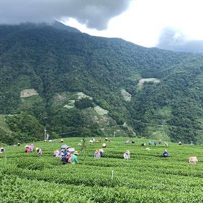 梨山後花園｜吊橋頭 (半斤)2
