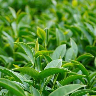 梨山後花園｜吊橋頭 (半斤)3